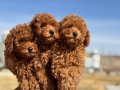 Köpek Çiftliğinden Minyatür Poodle Yavrularımız