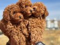 Köpek Çiftliğinden Minyatür Poodle Yavrularımız