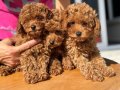 Köpek Çiftliğinden Minyatür Poodle Yavrularımız