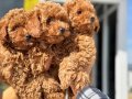 Köpek Çiftliğinden Minyatür Poodle Yavrularımız