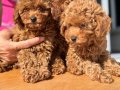 Köpek Çiftliğinden Minyatür Poodle Yavrularımız