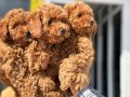 Köpek Çiftliğinden Minyatür Poodle Yavrularımız