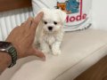 Show Kalite Tea Cup Kore Kan Maltese Yavrularımız