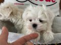 Show Kalite Tea Cup Kore Kan Maltese Yavrularımız