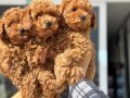 Köpek çiftliğinden Minyatür Poodle Yavrularımız