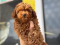Köpek çiftliğinden Minyatür Poodle Yavrularımız
