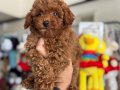 Köpek çiftliğinden Minyatür Poodle Yavrularımız