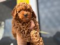 Köpek çiftliğinden Minyatür Poodle Yavrularımız