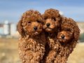 Köpek çiftliğinden Minyatür Poodle Yavrularımız