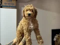 Wc eğitimli aşılı pasaportlu maltipoo yavrularımız