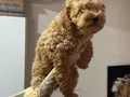 Wc eğitimli aşılı pasaportlu maltipoo yavrularımız