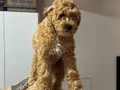 Wc eğitimli aşılı pasaportlu maltipoo yavrularımız