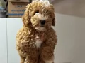 Wc eğitimli aşılı pasaportlu maltipoo yavrularımız