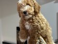 Wc eğitimli aşılı pasaportlu maltipoo yavrularımız