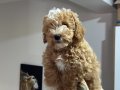 Wc eğitimli aşılı pasaportlu maltipoo yavrularımız