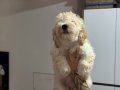Wc eğitimli aşılı pasaportlu maltipoo yavrularımız