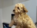 Wc eğitimli aşılı pasaportlu maltipoo yavrularımız