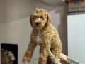 Wc eğitimli aşılı pasaportlu maltipoo yavrularımız