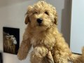 Wc eğitimli aşılı pasaportlu maltipoo yavrularımız