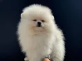 Shos kalite tea cup pomeranian yavrumuz ziyarete açık