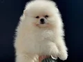 Shos kalite tea cup pomeranian yavrumuz ziyarete açık