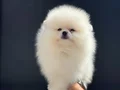 Shos kalite tea cup pomeranian yavrumuz ziyarete açık