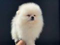 Shos kalite tea cup pomeranian yavrumuz ziyarete açık