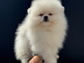 Shos kalite tea cup pomeranian yavrumuz ziyarete açık