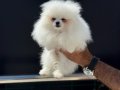 Shos kalite tea cup pomeranian yavrumuz ziyarete açık