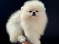 Shos kalite tea cup pomeranian yavrumuz ziyarete açık