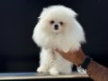 Shos kalite tea cup pomeranian yavrumuz ziyarete açık