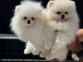 Shos kalite tea cup pomeranian yavrumuz ziyarete açık