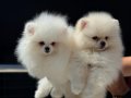 Shos kalite tea cup pomeranian yavrumuz ziyarete açık