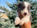 Petmode köpek çiftliğinden Border Collie yavrularımız