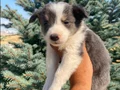 Petmode köpek çiftliğinden Border Collie yavrularımız