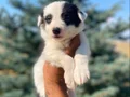 Petmode köpek çiftliğinden Border Collie yavrularımız