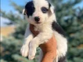 Petmode köpek çiftliğinden Border Collie yavrularımız