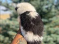 Petmode köpek çiftliğinden Border Collie yavrularımız
