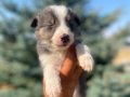 Petmode köpek çiftliğinden Border Collie yavrularımız