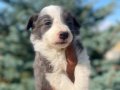 Petmode köpek çiftliğinden Border Collie yavrularımız