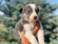Petmode köpek çiftliğinden Border Collie yavrularımız