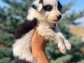 Petmode köpek çiftliğinden Border Collie yavrularımız