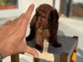Petmode köpek çiftliğinden Tea Cup Kore Poodle Yavrularımız