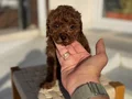 Petmode köpek çiftliğinden Tea Cup Kore Poodle Yavrularımız