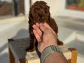 Petmode köpek çiftliğinden Tea Cup Kore Poodle Yavrularımız
