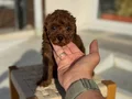 Petmode köpek çiftliğinden Tea Cup Kore Poodle Yavrularımız