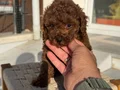 Petmode köpek çiftliğinden Tea Cup Kore Poodle Yavrularımız