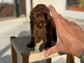 Petmode köpek çiftliğinden Tea Cup Kore Poodle Yavrularımız