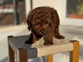 Petmode köpek çiftliğinden Tea Cup Kore Poodle Yavrularımız
