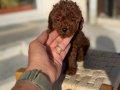 Petmode köpek çiftliğinden Tea Cup Kore Poodle Yavrularımız